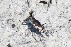 Cicindela willistoni