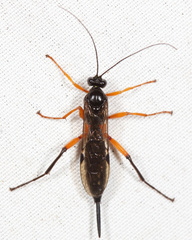 Pimpla pedalis