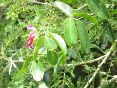 Canavalia bonariensis