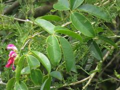 Canavalia bonariensis