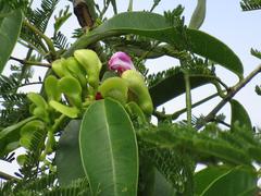 Canavalia bonariensis