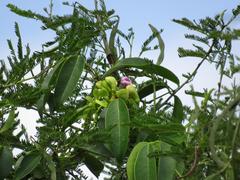 Canavalia bonariensis