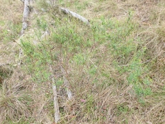 Pimelea neoanglica