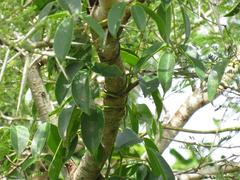 Canavalia bonariensis