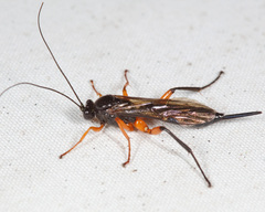 Pimpla pedalis