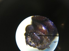 Lyctus