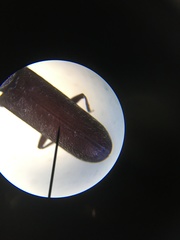 Lyctus