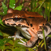Savage's Thin-toed Frog - Photo (c) Josh Vandermeulen, some rights reserved (CC BY-NC-ND), uploaded by Josh Vandermeulen