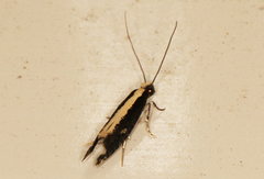 Monopis ethelella