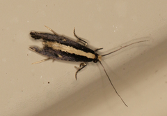 Monopis ethelella