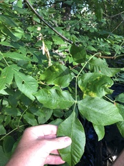 Fraxinus latifolia