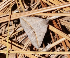 Argyrostrotis flavistriaria