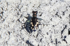 Cicindela willistoni