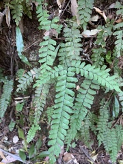 Adiantum silvaticum