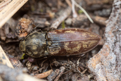 Prosternon bombycinum