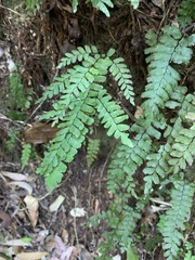 Adiantum silvaticum