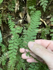 Adiantum silvaticum