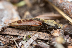 Prosternon bombycinum