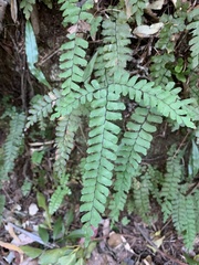 Adiantum silvaticum