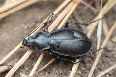Carabus taedatus