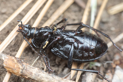 Carabus taedatus