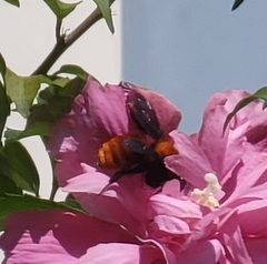 Bombus atripes