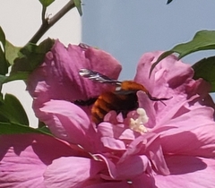 Bombus atripes