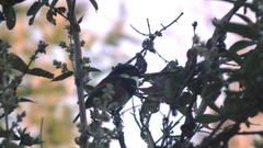 Batis capensis capensis