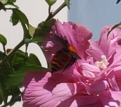 Bombus atripes