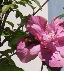 Bombus atripes