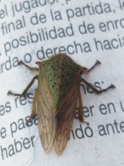 Metcalfiella