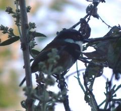 Batis capensis capensis