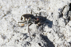 Cicindela willistoni