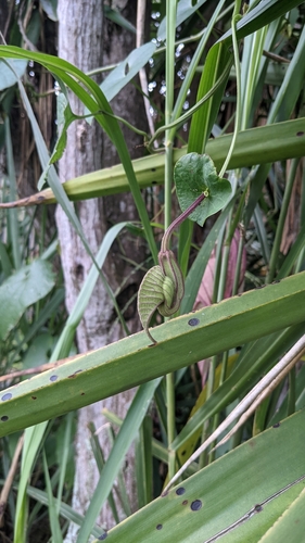 Pelicanflower (Aristolochia grandiflora)