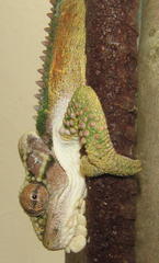 Bradypodion thamnobates