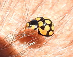 Cheilomenes sulphurea