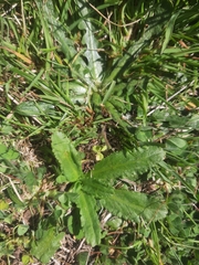 Solenogyne dominii