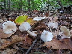 Hygrophorus