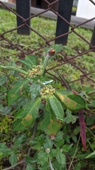 Euphorbia heterophylla image