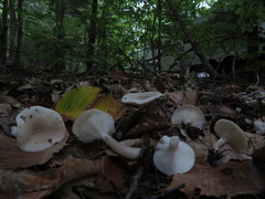 Hygrophorus
