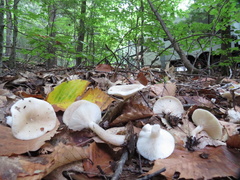 Hygrophorus