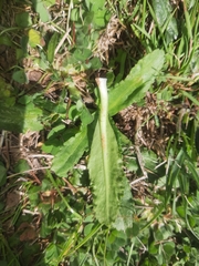 Solenogyne dominii