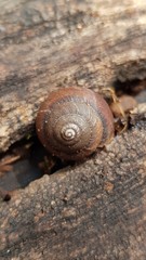 Sauroconcha jervisensis