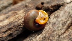 Sauroconcha jervisensis