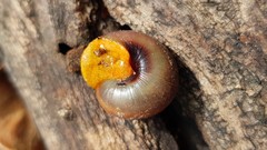 Sauroconcha jervisensis