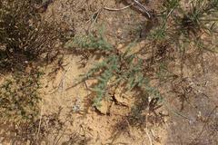 Aspalathus muraltioides