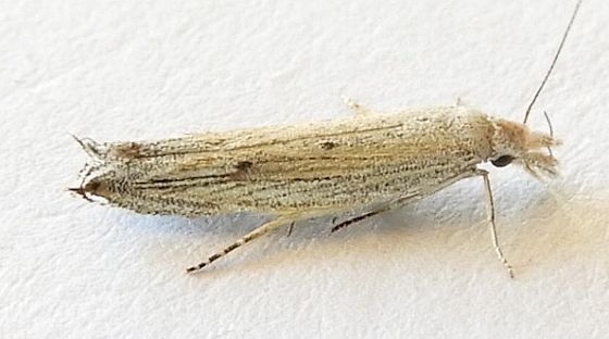 Sophronia primella