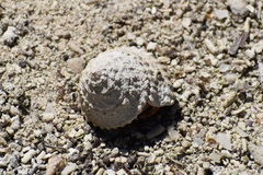 Lithopoma tectum