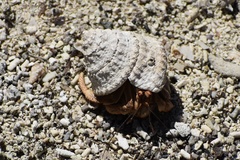 Lithopoma tectum