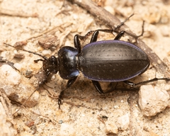 Carabus sylvosus